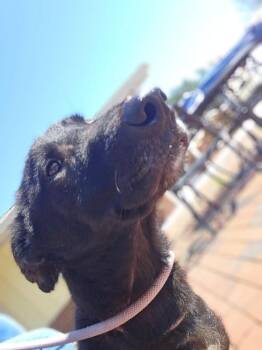 Basset Hound and Shepherd Dogs Available for Adoption in Disputanta, Virginia - Lucky | PetCurious