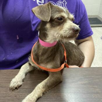 Susan -  Terrier and Mixed Breed Dog Available for Adoption in Ardmore, Oklahoma - Susan | PetCurious