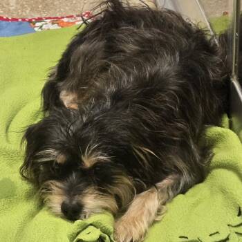 Chai -  Mixed Breed Dog for Adoption in Sonoma, California - Chai | PetCurious
