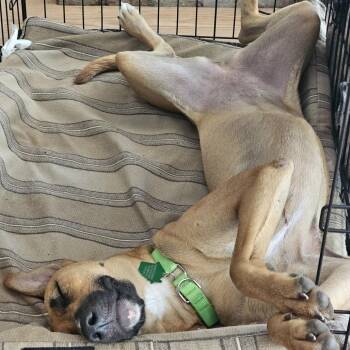 Ruby -  Mixed Breed and Labrador Retriever Dog for Adoption in San Diego, California - Ruby | PetCurious