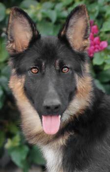 Rescue German Shepherd Dog Dogs for Adoption in Los Angeles, California - *Tina Von Silvan | PetCurious