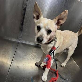 Chihuahua Dogs Available for Adoption in Austin, Texas - Cantaloupe | PetCurious