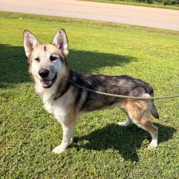 Walter -  German Shepherd Dog and Husky Dog for Adoption in Franklin, North Carolina - Walter | PetCurious