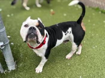 Chino -  American Bulldog and Mixed Breed Dog for Adoption in Gainesville, Florida - Chino | PetCurious