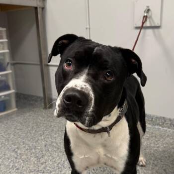 Lewis -  Mixed Breed Dog for Adoption in Greenville, South Carolina - Lewis | PetCurious