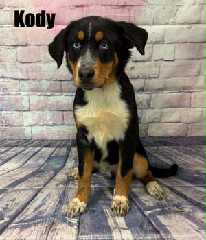 Kody -  Bernese Mountain Dog and Husky Dog for Adoption in Quincy, Michigan - Kody | PetCurious