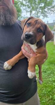 Gator -  Mountain Cur Dog for Adoption in Salamanca, New York - Gator | PetCurious