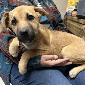 Rescue Labrador Retriever Dogs for Adoption in Washington, District Of Columbia - Eva | PetCurious