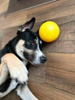 Simon -  Shepherd Dog for Adoption in Humble, Texas - Simon | PetCurious