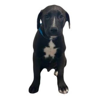 Carson -  Labrador Retriever Dog for Adoption in Red Bluff, California - Carson | PetCurious