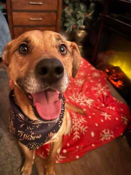 Juice -  Black Mouth Cur Dog for Adoption in Mooresville, North Carolina - Juice | PetCurious
