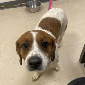 Biscuit -  Jack Russell Terrier and Beagle Dog for Adoption in Pittsburgh, Pennsylvania - Biscuit | PetCurious