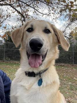 Rescue Labrador Retriever and Great Pyrenees Dogs for Adoption in Fayetteville, Arkansas - Hank | PetCurious