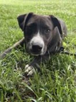 Betty -  Labrador Retriever and Mixed Breed Dog for Adoption in Morristown, New Jersey - Betty | PetCurious