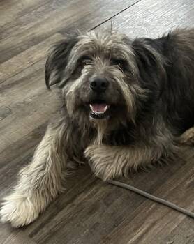 Schnoodle Dogs Available for Adoption - Bear  | PetCurious