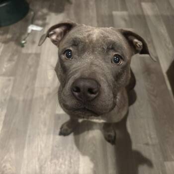 Peppermint -  Pit Bull Terrier and Mixed Breed Dog for Adoption in Springfield, Illinois - Peppermint | PetCurious