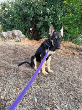 Bruce -  German Shepherd Dog Dog for Adoption in Lodi, California - Bruce | PetCurious
