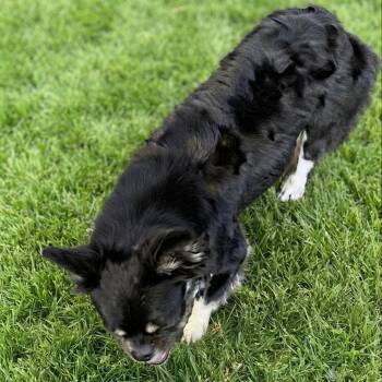 Simba-Lism -  French Bulldog Dog for Adoption in Las Vegas, Nevada - Simba-Lism | PetCurious