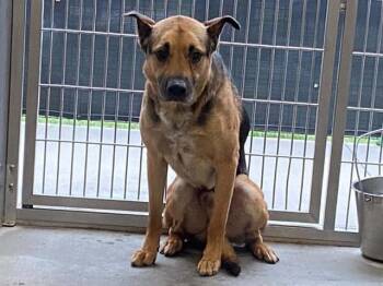 BAKER -  German Shepherd Dog and Mixed Breed Dog for Adoption in Tustin, California - BAKER | PetCurious