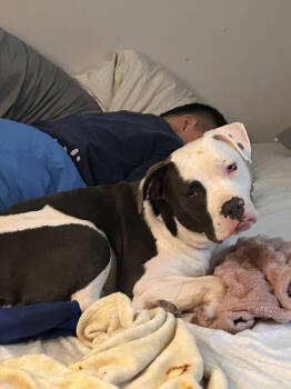 Rescue Pit Bull Terrier Dogs for Adoption in Brewster, New York - Bruno (NY) | PetCurious