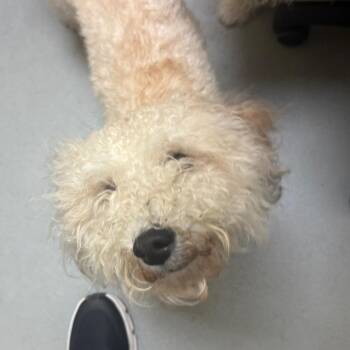 Benny -  Poodle Dog for Adoption in Charlottesville, Virginia - Benny | PetCurious