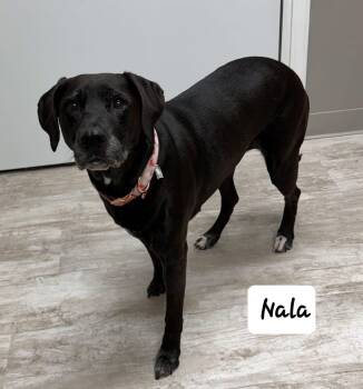 Labrador Retriever Dogs Available for Adoption in Urbana, Ohio - Nala | PetCurious
