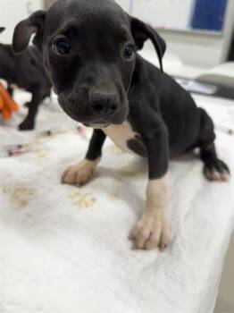 WEEVIL -  Pit Bull Terrier and Mixed Breed Dog for Adoption in Baytown, Texas - WEEVIL | PetCurious