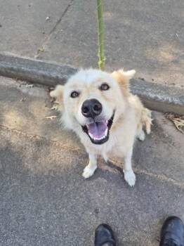 Pen 161 -  Siberian Husky Dog for Adoption in Lawrenceville, Georgia - Pen 161 | PetCurious