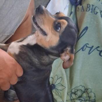 River -  Chihuahua and Dachshund Dog for Adoption in Lenoir, North Carolina - River | PetCurious