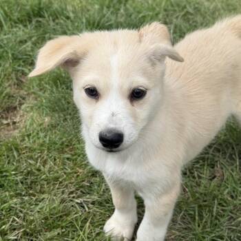 Gaz -  Husky and Chihuahua Dog Available for Adoption in Stahlstown, Pennsylvania - Gaz | PetCurious