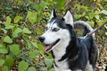 Rescue Husky Dogs for Adoption in Port Washington, New York - Aurora | PetCurious