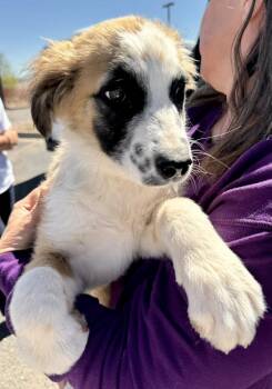 Australian Shepherd Dogs Available for Adoption - Dodger | PetCurious