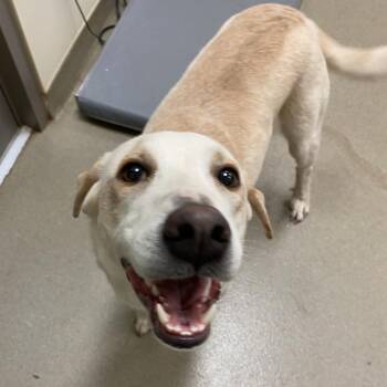 Bark Twain -  Yellow Labrador Retriever Dog for Adoption in Lynchburg, Virginia - Bark Twain | PetCurious
