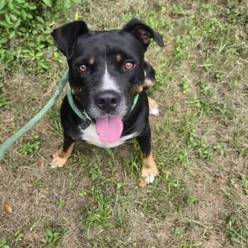 Julius -  Rottweiler and Mixed Breed Dog for Adoption in Tylertown, Mississippi - Julius | PetCurious