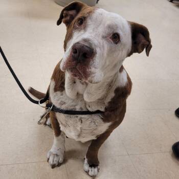 Honey -  Mixed Breed Dog for Adoption in Lake Panasoffkee, Florida - Honey | PetCurious