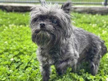 CAIRO -  Yorkshire Terrier Dog for Adoption in Pueblo, Colorado - CAIRO | PetCurious
