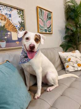 Kesha Kisses Little Life Of The Party -  Pit Bull Terrier and Labrador Retriever Dog for Adoption in Friendswood, Texas - Kesha Kisses Little Life Of The Party | PetCurious