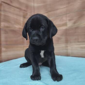 Julius -  Labrador Retriever and Mixed Breed Dog for Adoption in Griswold, Connecticut - Julius | PetCurious