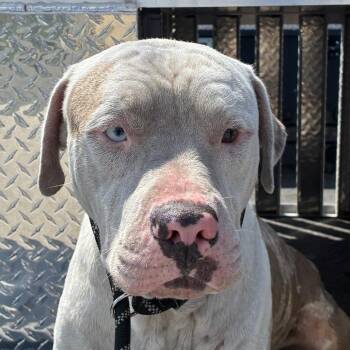 Cooper -  Catahoula Leopard Dog and Terrier Dog for Adoption in Bronson, Florida - Cooper | PetCurious