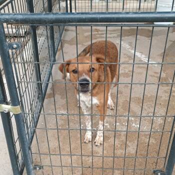 Rescue Mixed Breed Dogs for Adoption in Lake Jackson, Texas - Ranger | PetCurious