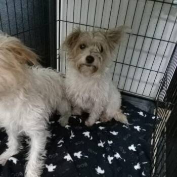 Donut -  Mixed Breed Dog for Adoption in Lake Jackson, Texas - Donut | PetCurious