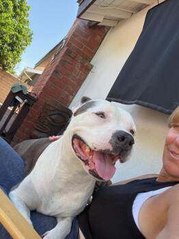 Paige -  Pit Bull Terrier Dog for Adoption in Santa Monica, California - Paige | PetCurious