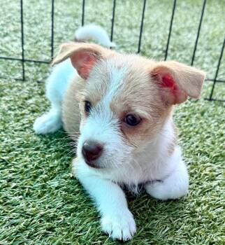 Hattie -  Chihuahua and Wirehaired Terrier Dog for Adoption in Cape Coral, Florida - Hattie | PetCurious