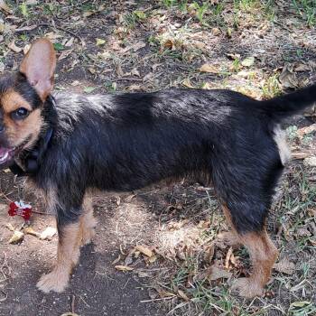 Brownie -  French Bulldog and Welsh Terrier Dog for Adoption in Cross Timber, Texas - Brownie | PetCurious