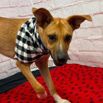 Bodie -  Rhodesian Ridgeback and Mixed Breed Dog for Adoption in Metamora, Michigan - Bodie | PetCurious