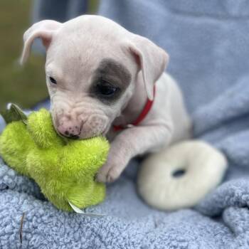 Mixed Breed Dogs Available for Adoption in Williston, Florida - David / Baron | PetCurious