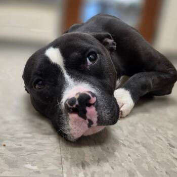 Pit Bull Terrier Dogs Available for Adoption in Chatham, Virginia - Boulder | PetCurious