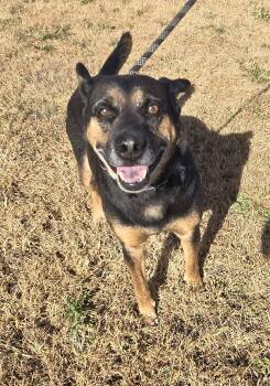 Rescue Cattle Dog and Shepherd Dogs for Adoption in Larned, Kansas - Mr. E | PetCurious