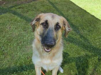 GEORGE -  German Shepherd Dog Dog for Adoption in Auburn, California - GEORGE | PetCurious