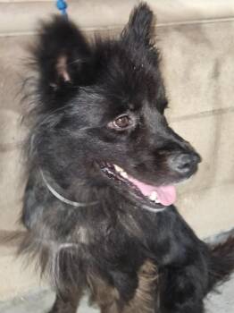 Rescue Chow Chow Dogs for Adoption in Marina Del Rey, California - Bippy | PetCurious